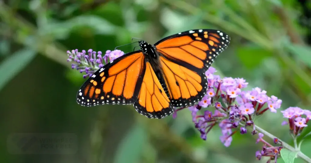 AAA Monarch butterfly
