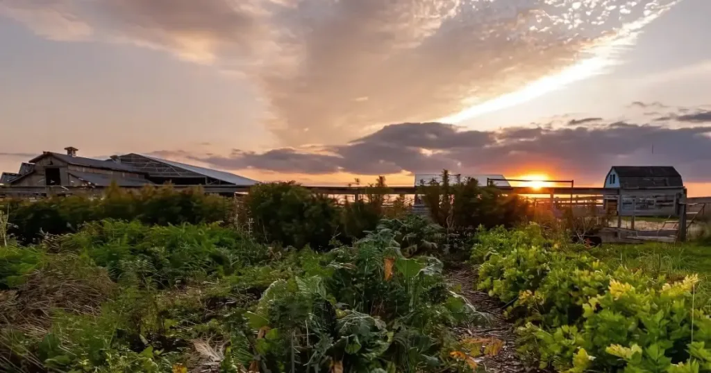 Aurora farm
