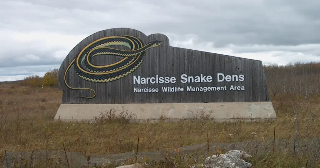 narcisse snake dens