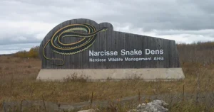 narcisse snake dens